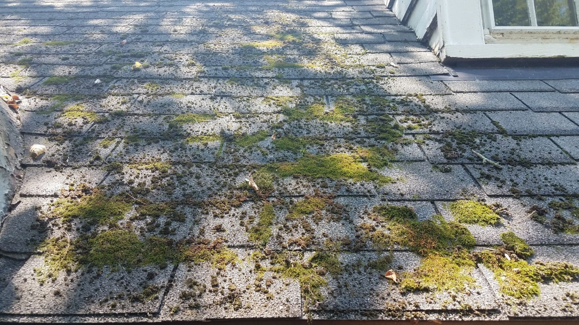 moss on roof should be cleared before home inspection