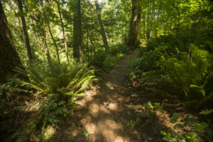Fauntleroy Park Trail