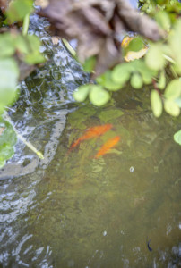 Garden pond with fish